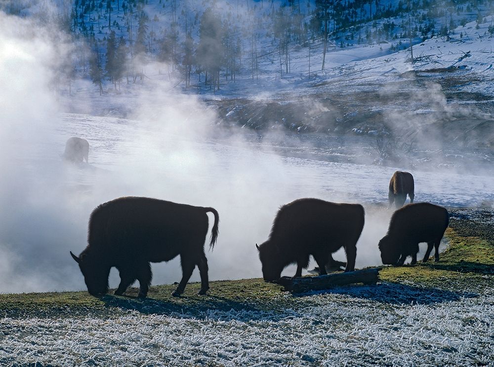 Bison at a Hot Spring-Yellowstone National Park-Wyoming art print by Tim Fitzharris for $57.95 CAD