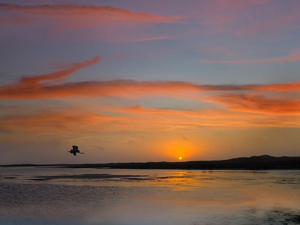Great Blue Heron at Mustang Island-Texas art print by Tim Fitzharris for $57.95 CAD