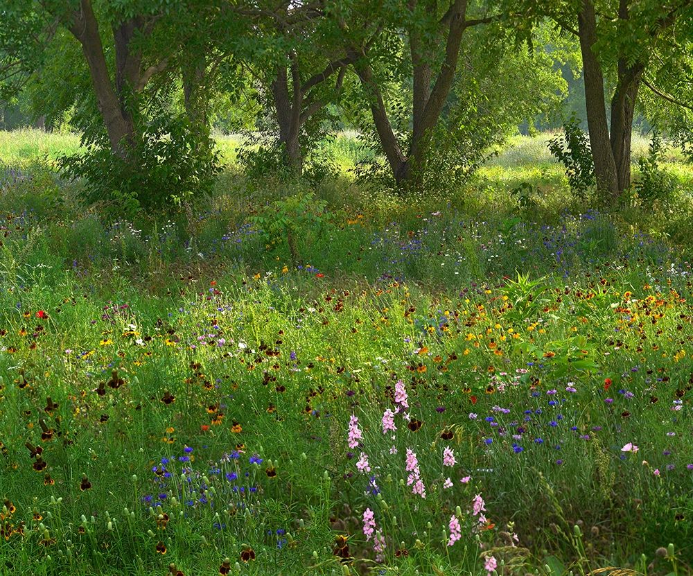 Wildflower Meadow at Jacksonport State Park-Arkansas art print by Tim Fitzharris for $57.95 CAD