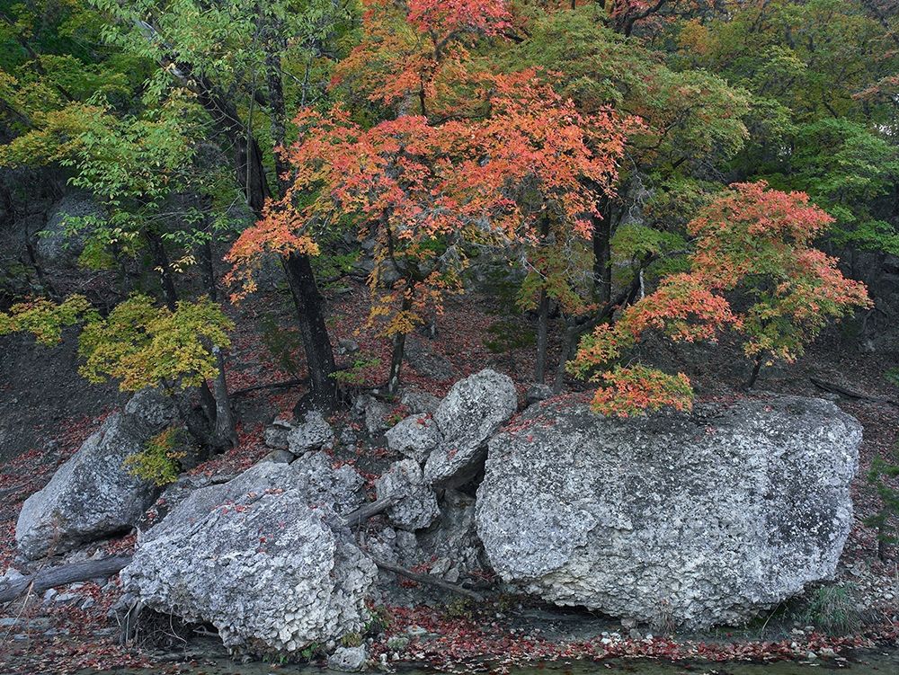 Maples in autumn-Lost Maples State Park-Texas art print by Tim Fitzharris for $57.95 CAD