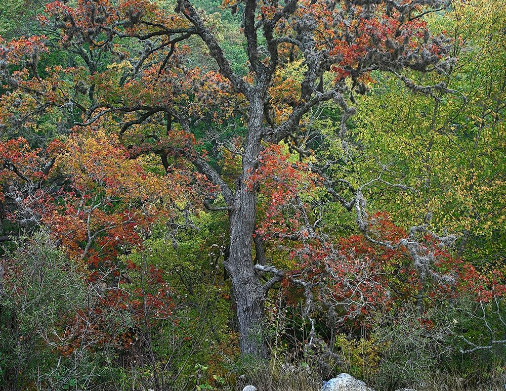 Maples in autumn-Lost Maples State Park-Texas art print by Tim Fitzharris for $57.95 CAD