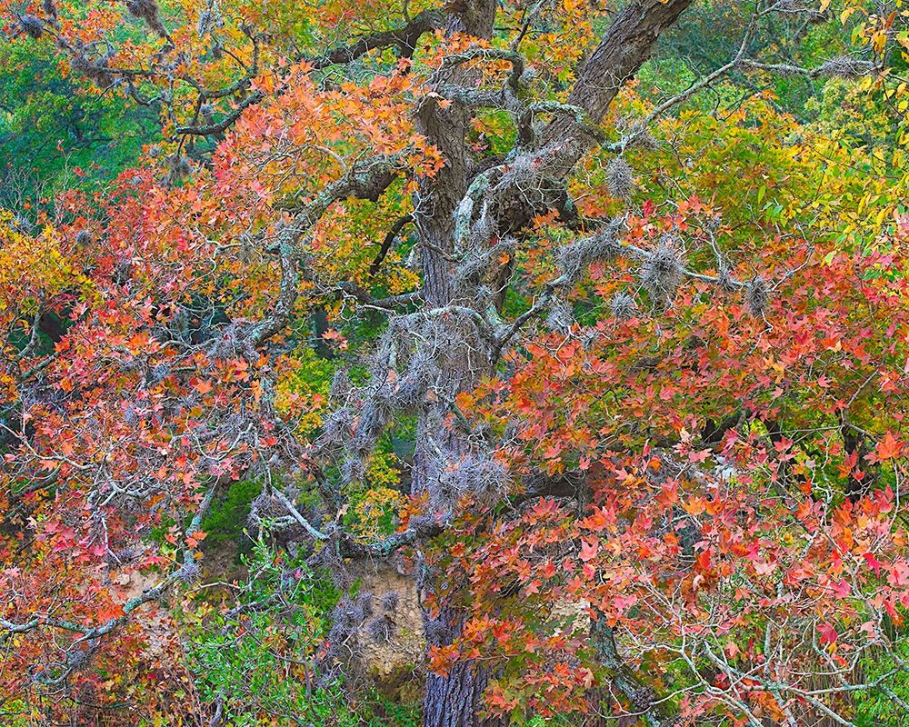 Maples in autumn-Lost Maples State Park-Texas art print by Tim Fitzharris for $57.95 CAD