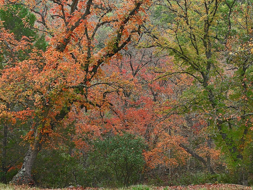 Maples in autumn-Lost Maples State Park-Texas art print by Tim Fitzharris for $57.95 CAD