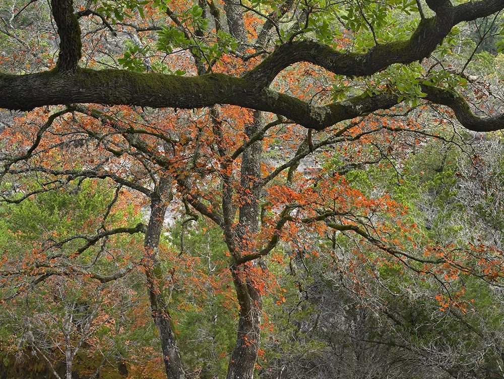 Lost Maples State Park-Texas art print by Tim Fitzharris for $57.95 CAD