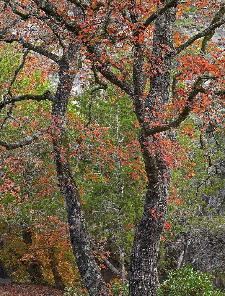 Maples in autumn-Lost Maples State Park-Texas art print by Tim Fitzharris for $57.95 CAD