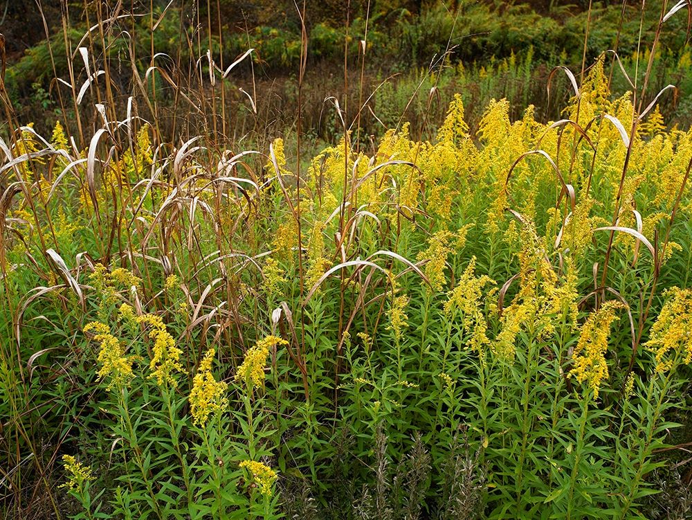 Goldenrods near DeQueen-Arkansas art print by Tim Fitzharris for $57.95 CAD