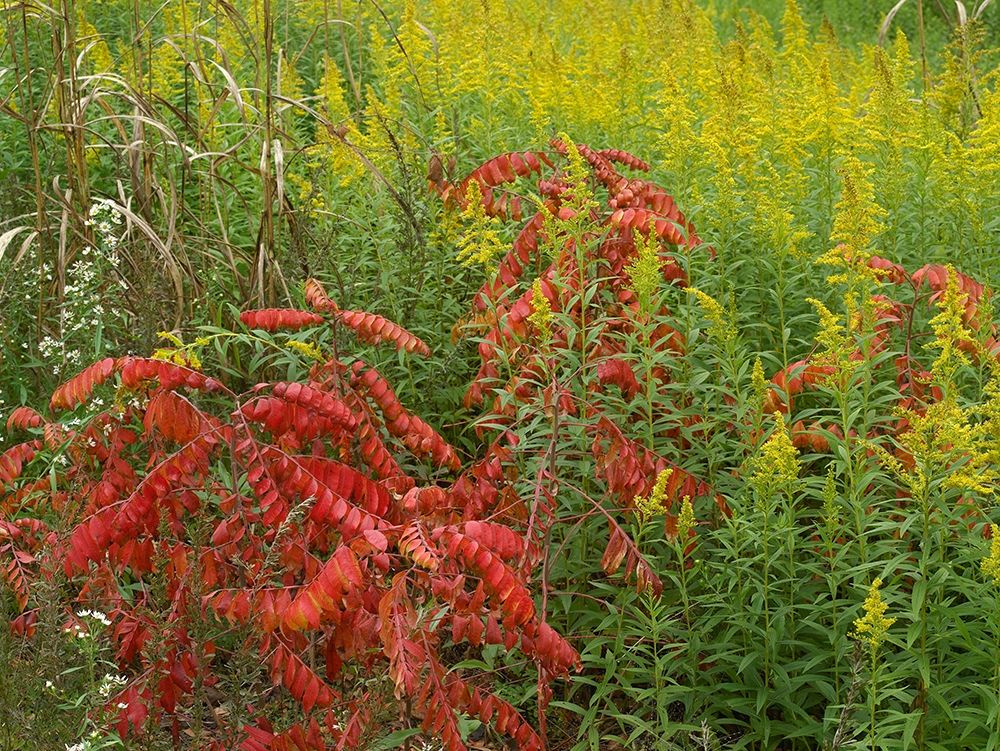 Sumac and goldenrods near DeQueen-Arkansas art print by Tim Fitzharris for $57.95 CAD