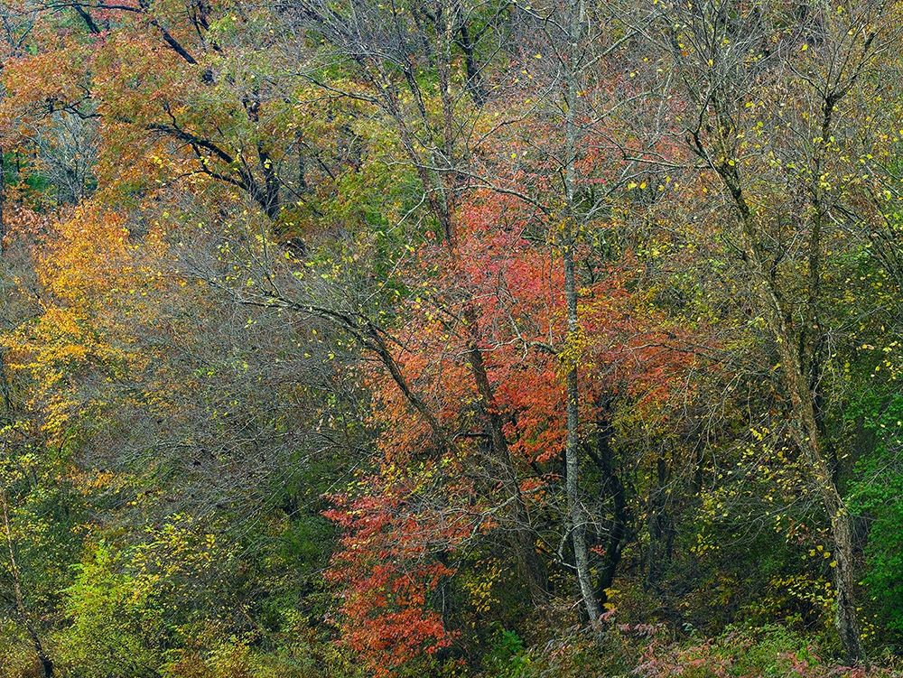 Oak-hickory Woodlands-Ozark National Forest-Arkansas art print by Tim Fitzharris for $57.95 CAD