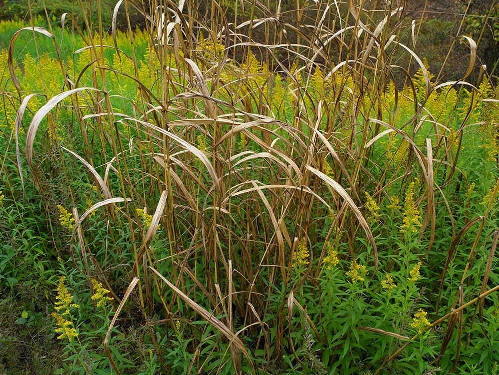 Goldenrods near DeQueen-Arkansas art print by Tim Fitzharris for $57.95 CAD