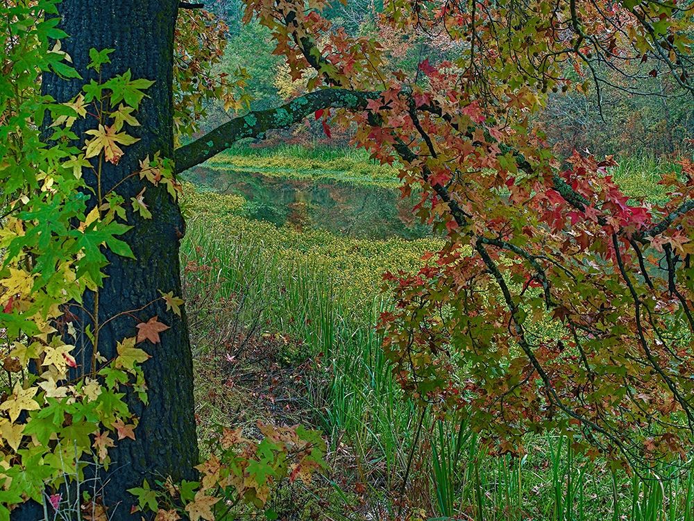 Sweetgum along Wilton Landing-Millwood Lake-Arkansas art print by Tim Fitzharris for $57.95 CAD