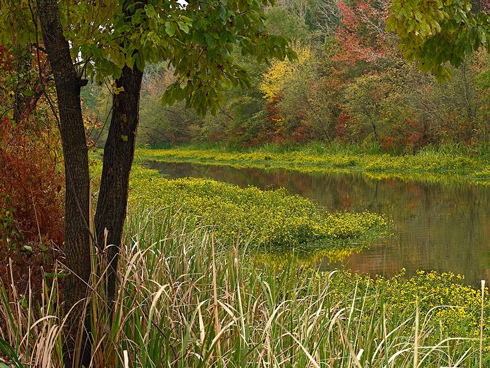 Wilton Landing at Millwood Lake-Arkansas art print by Tim Fitzharris for $57.95 CAD