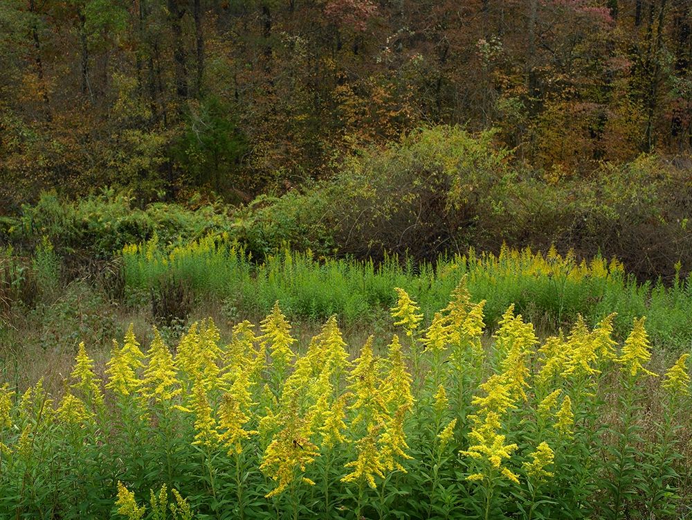 Goldenrods near DeQueen-Arkansas art print by Tim Fitzharris for $57.95 CAD