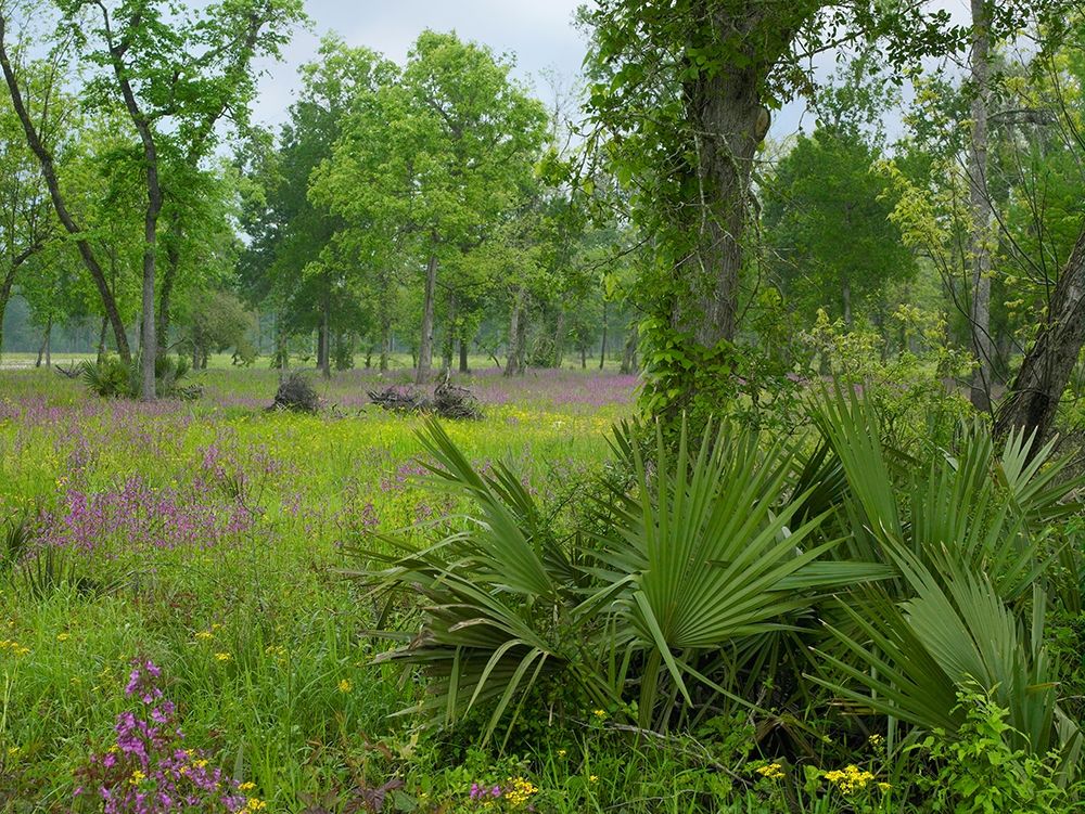 Big Thicket National Preserve-Lance Rosier-Texas art print by Tim Fitzharris for $57.95 CAD