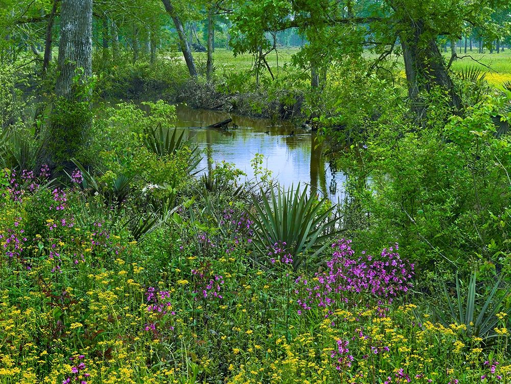Big Thicket National Preserve-Lance Rosier-Texas art print by Tim Fitzharris for $57.95 CAD