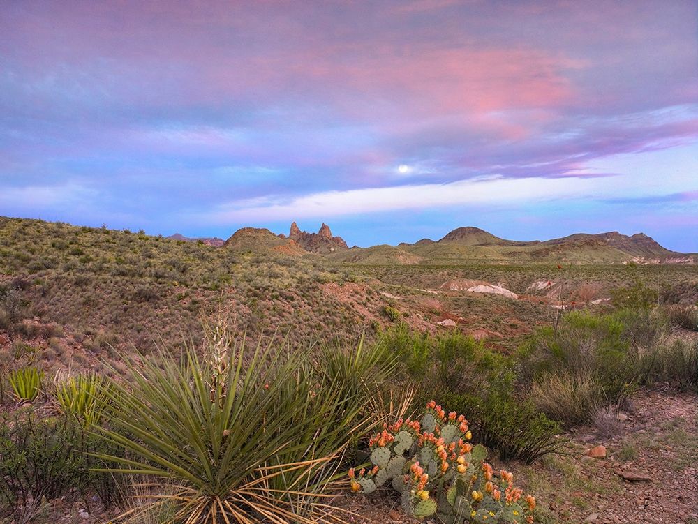 Mule Ears Peaks-Big Bend National Park-Texas art print by Tim Fitzharris for $57.95 CAD