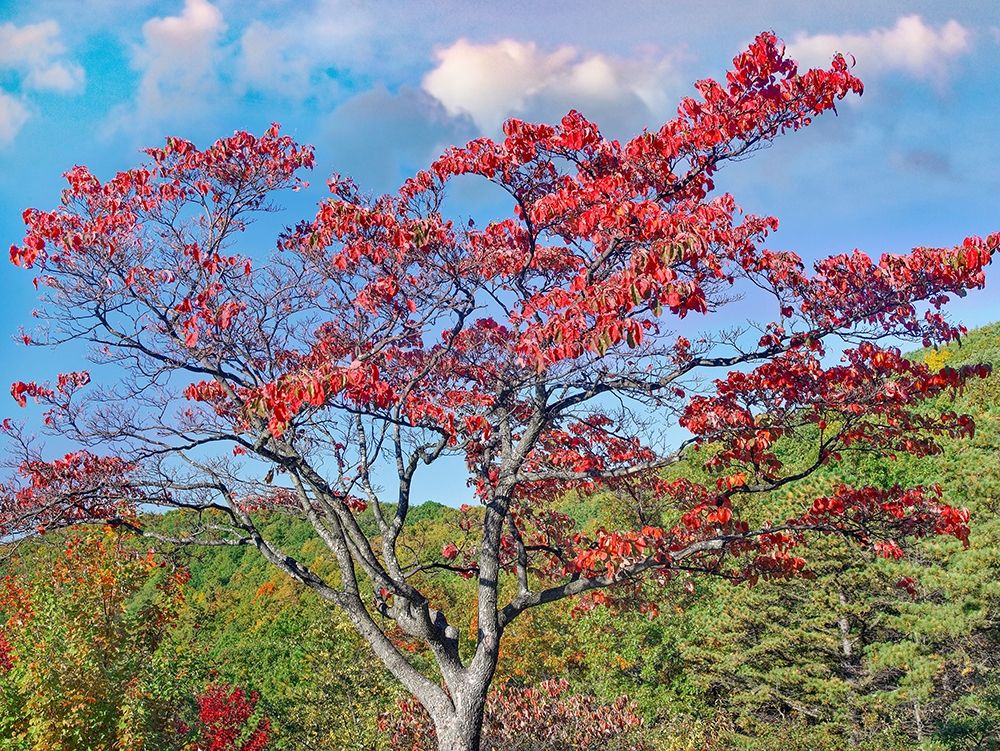 Sawmill Run Overlook-Shenandoah National Park-Virginia art print by Tim Fitzharris for $57.95 CAD