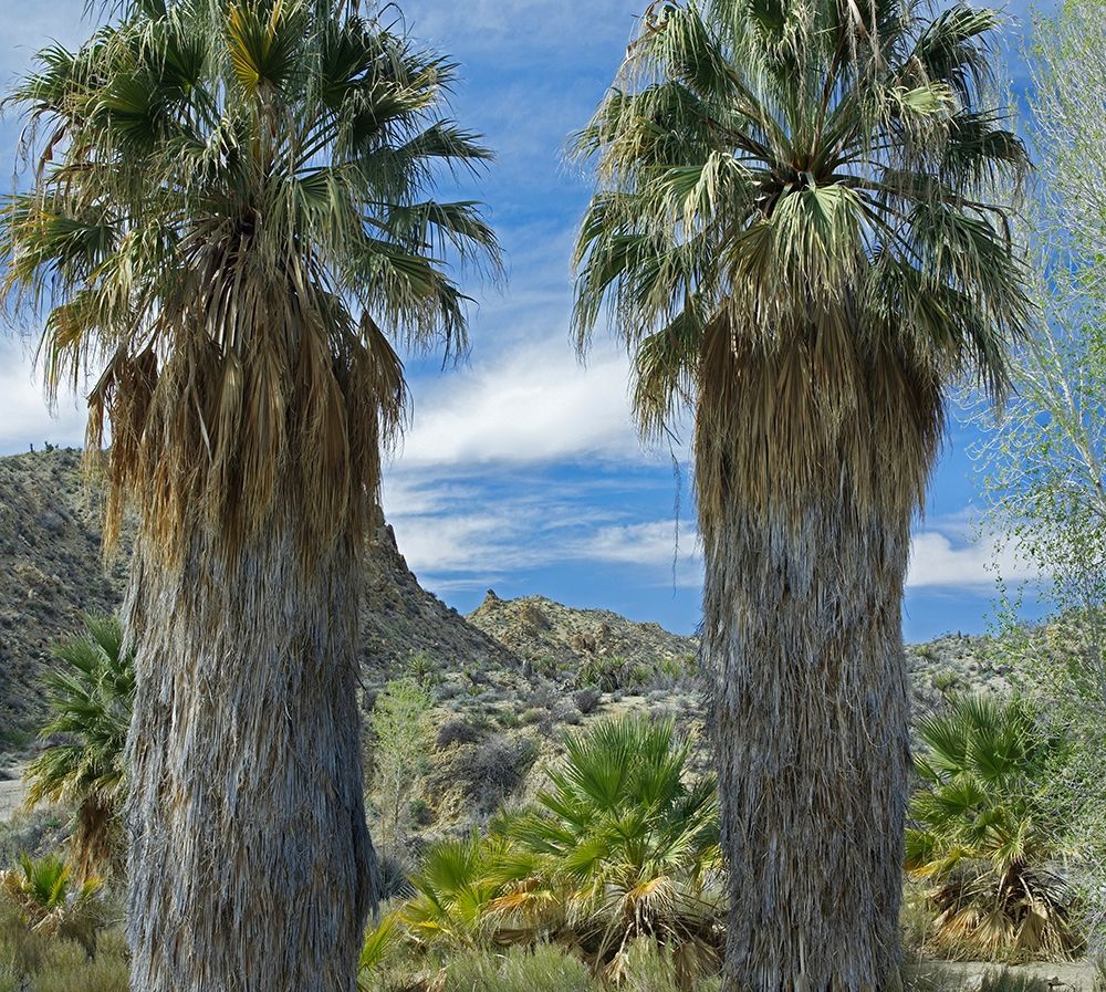 Cottonwood Springs-Joshua Tree National Park-California art print by Tim Fitzharris for $57.95 CAD