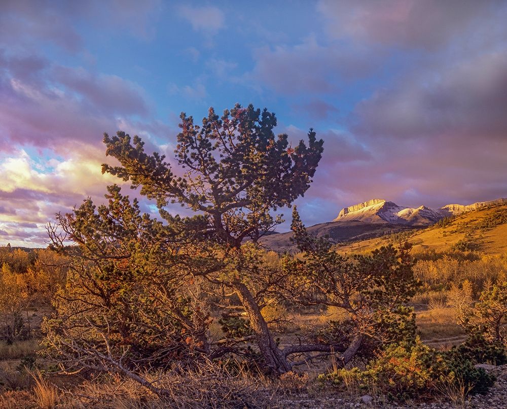 Flathead Range-Montana art print by Tim Fitzharris for $57.95 CAD