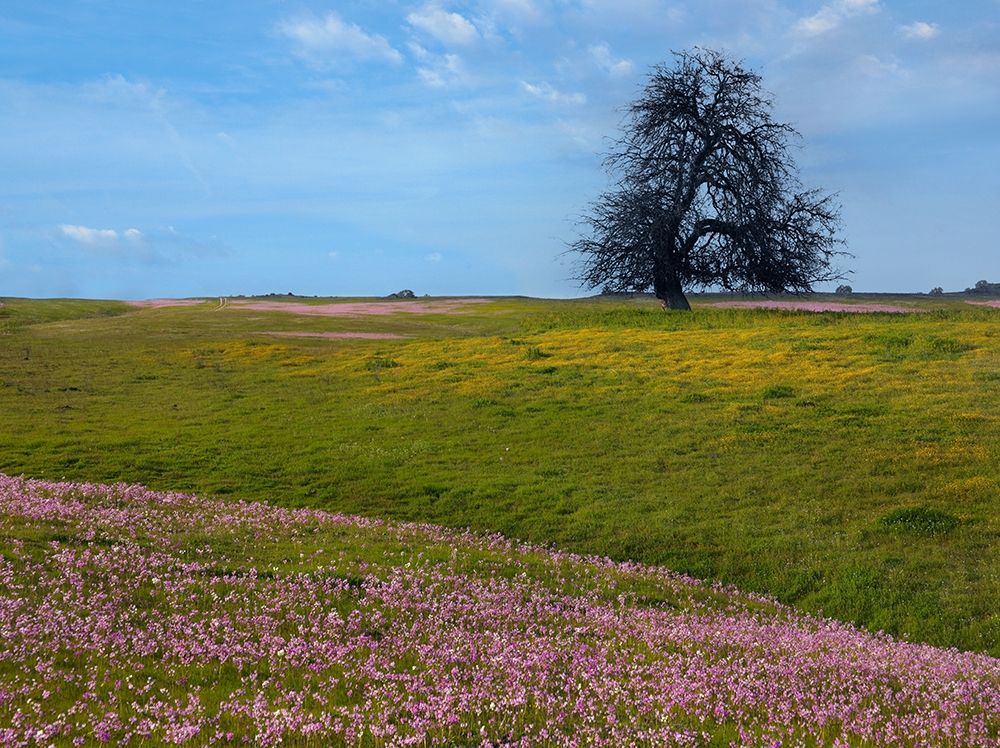 Shooting Star Wildflower Meadow-La Panza Range-California art print by Tim Fitzharris for $57.95 CAD