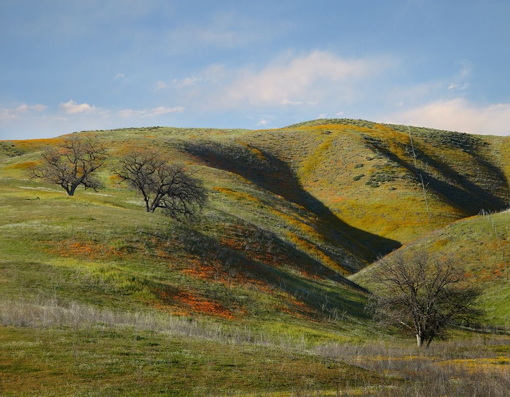 La Panza Range in Spring-Califonia art print by Tim Fitzharris for $57.95 CAD