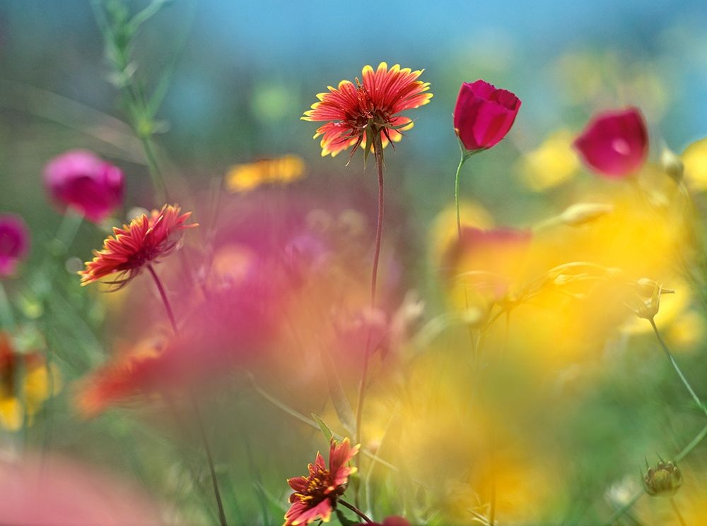 Indian blanket and Wine-cups-Texas Hill Country,Texas art print by Tim Fitzharris for $57.95 CAD