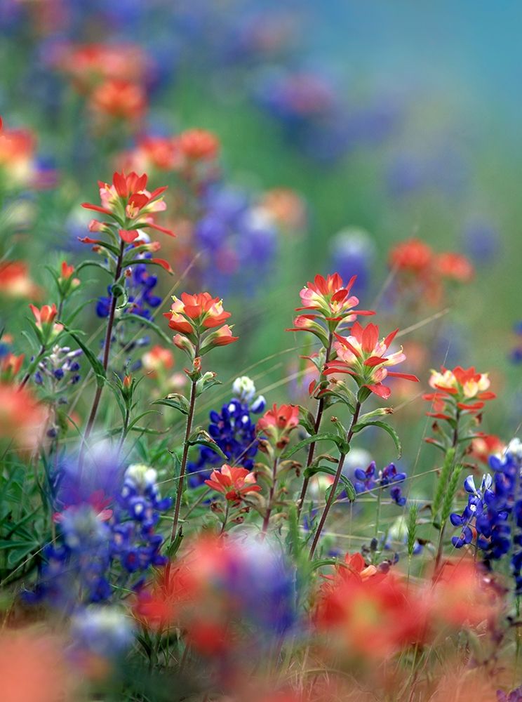 Texas Bluebonnets and Indian Paintbrushes-Hill Country-Texas art print by Tim Fitzharris for $57.95 CAD