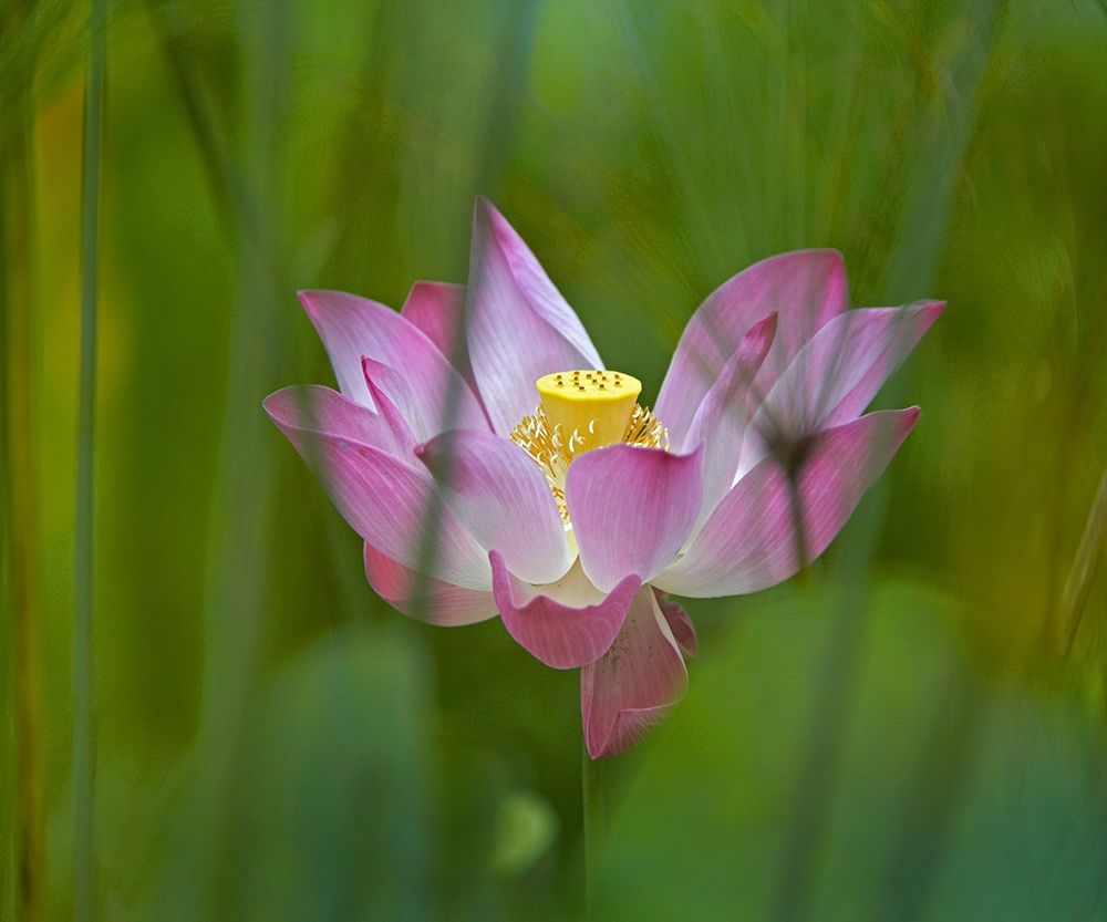 Lotus flower art print by Tim Fitzharris for $57.95 CAD