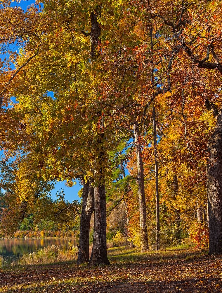 Tyler Lake State Park-Texas art print by Tim Fitzharris for $57.95 CAD
