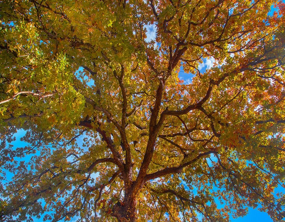 White Oak Tree Crown-Texas art print by Tim Fitzharris for $57.95 CAD