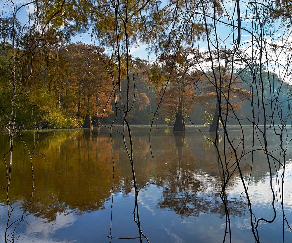 White River National Wildlife Refuge-Arkansas-USA art print by Tim Fitzharris for $57.95 CAD