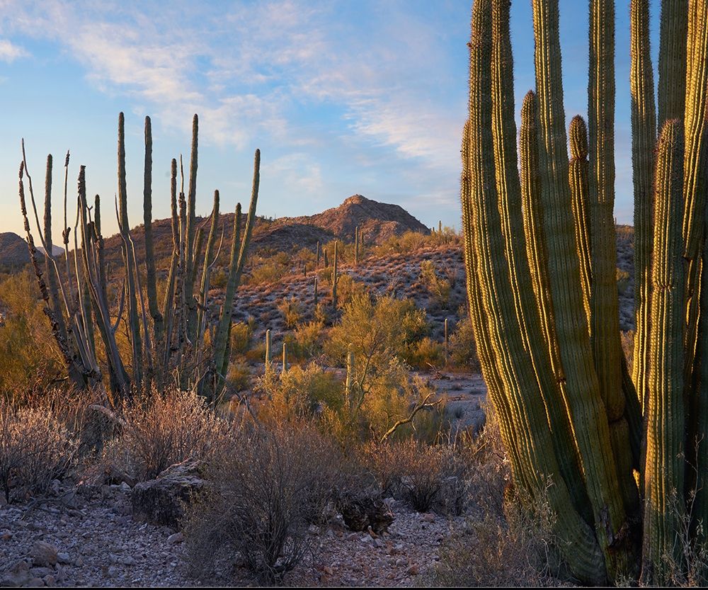 Ajo Mountains-Organ Pipe National Monument-Arizona art print by Tim Fitzharris for $57.95 CAD