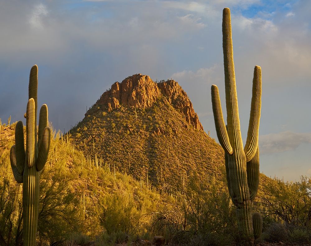 Tucson Mountains-Saguaro National Park-Arizona art print by Tim Fitzharris for $57.95 CAD