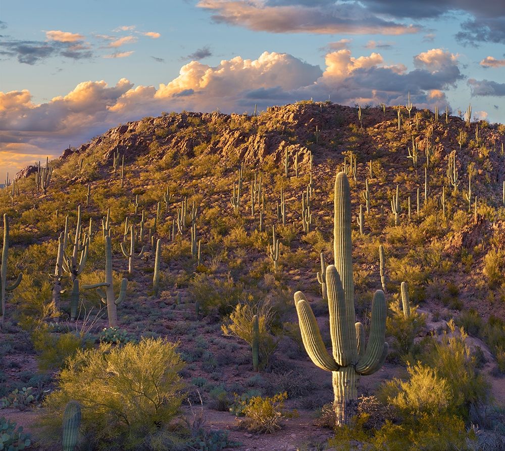 Tucson Mountains-Saguaro National Park-Arizona art print by Tim Fitzharris for $57.95 CAD