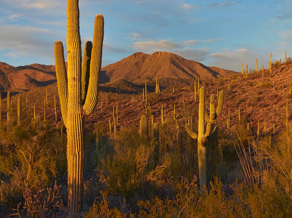 Tucson Mountains-Saguaro National Park-Arizona art print by Tim Fitzharris for $57.95 CAD