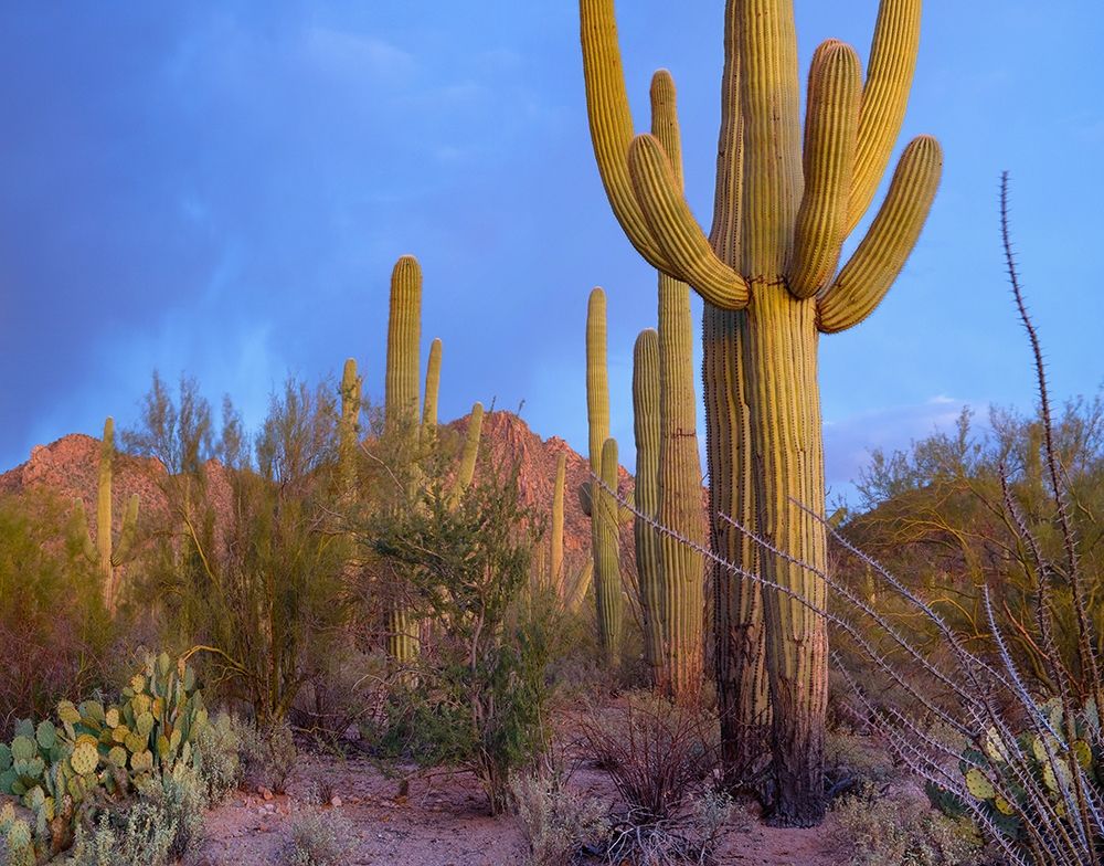 Tucson Mountains-Saguaro National Park-Arizona art print by Tim Fitzharris for $57.95 CAD