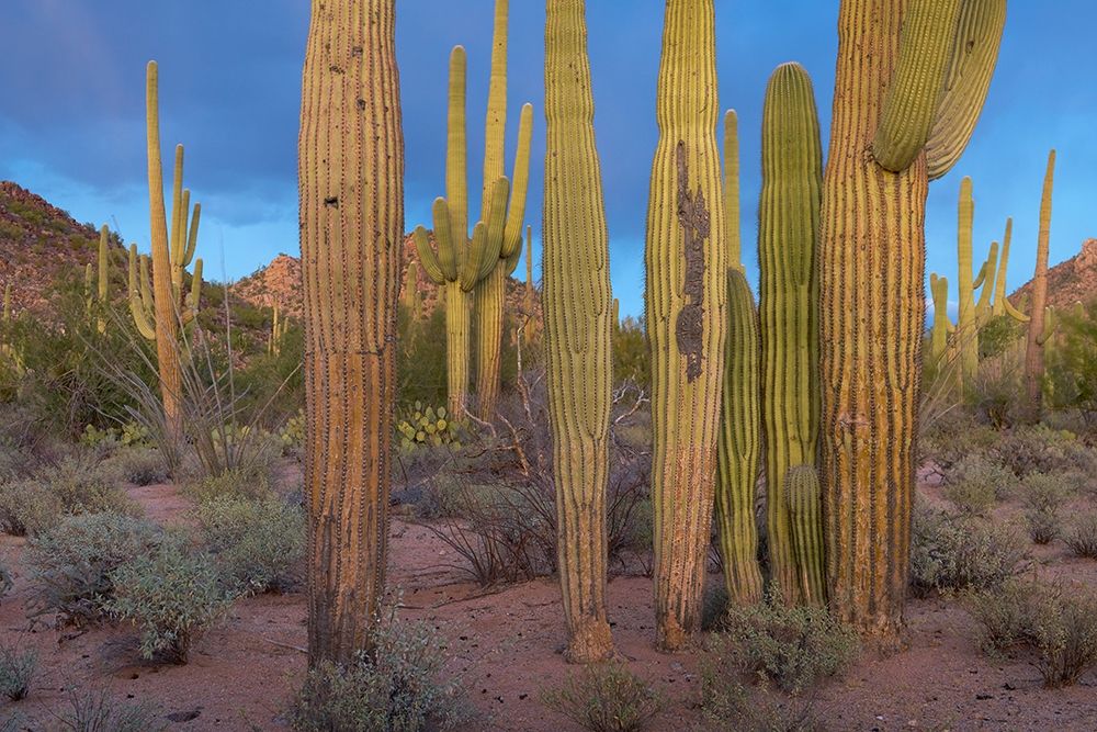 Tucson Mountains-Saguaro National Park-Arizona art print by Tim Fitzharris for $57.95 CAD