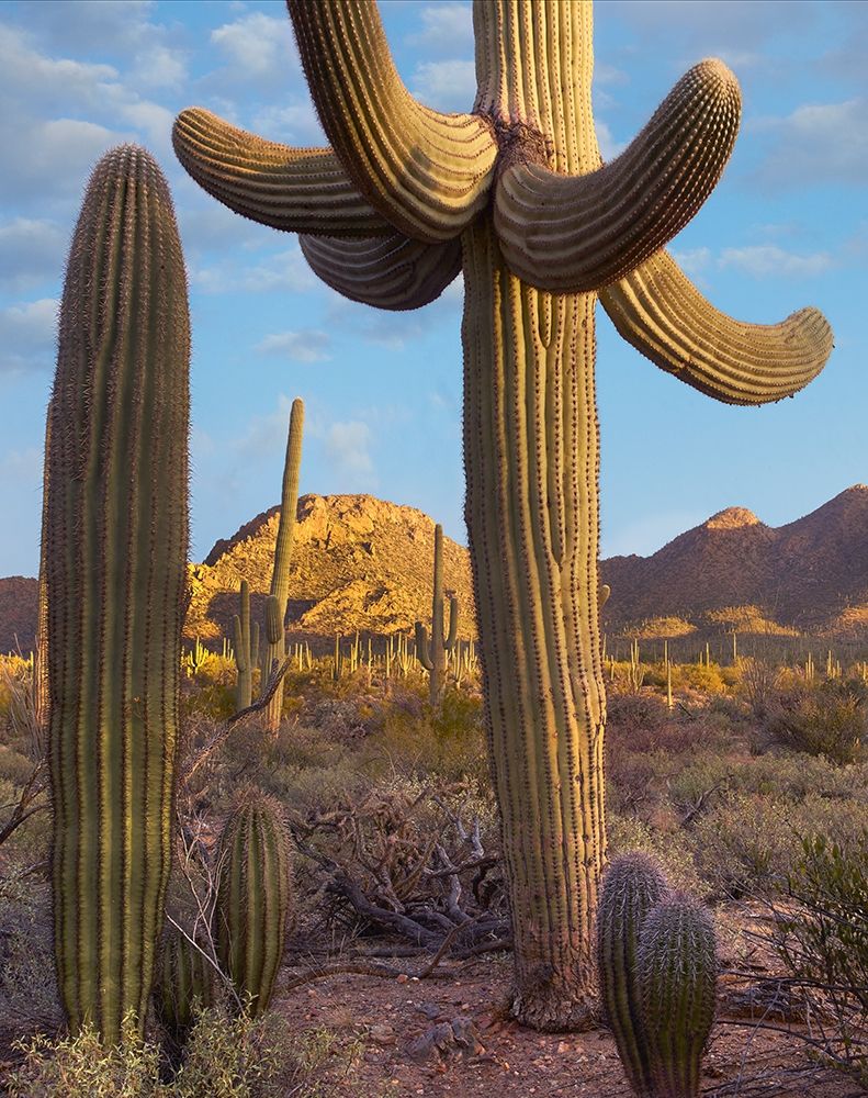 Tucson Mountains-Saguaro National Park-Arizona art print by Tim Fitzharris for $57.95 CAD