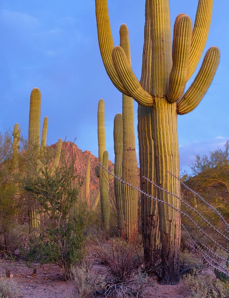 Tucson Mountains-Saguaro National Park-Arizona art print by Tim Fitzharris for $57.95 CAD