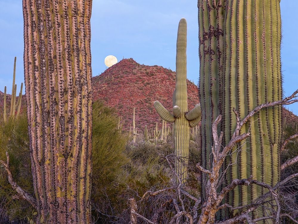 Tucson Mountains-Saguaro National Park-Arizona art print by Tim Fitzharris for $57.95 CAD