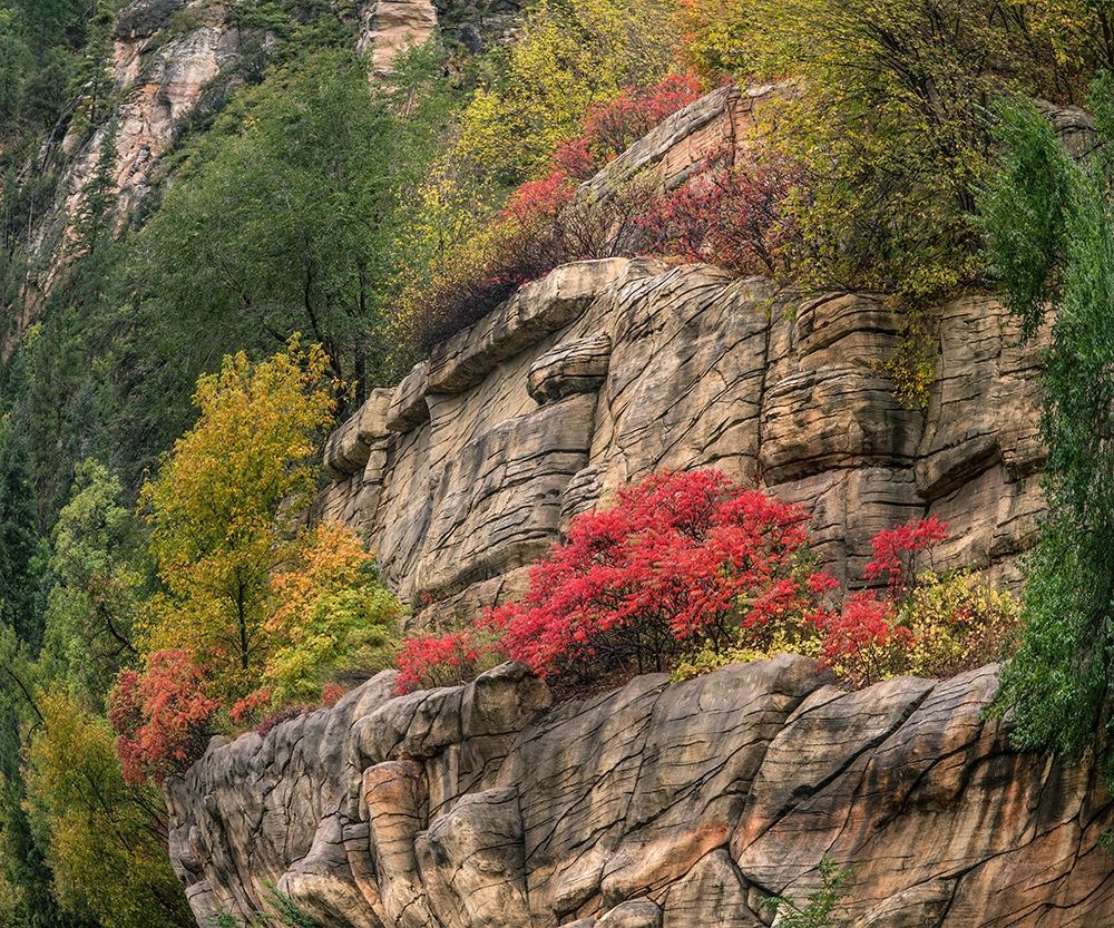 Oak Creek Canyon near Sedona-Arizona art print by Tim Fitzharris for $57.95 CAD