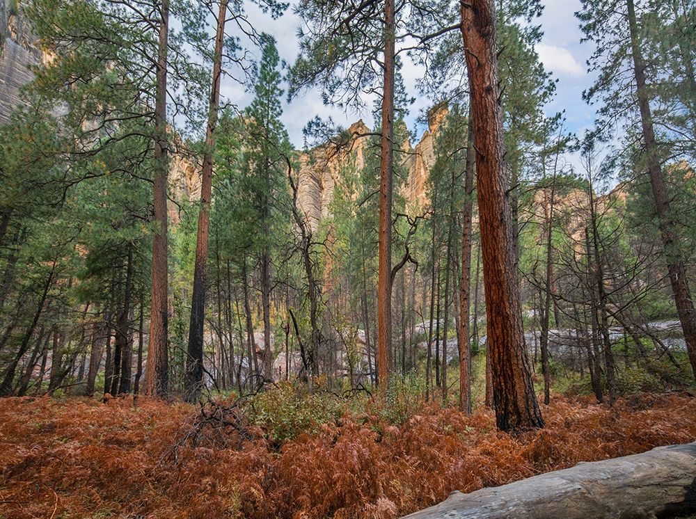 Coconino National Forest from West Fork Trail near Sedona-Arizona art print by Tim Fitzharris for $57.95 CAD