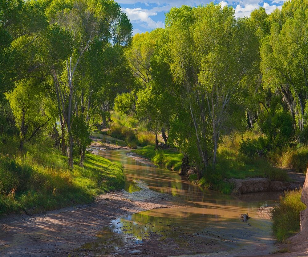 Cottonwoods along the San Pedro River-Arizona-USA art print by Tim Fitzharris for $57.95 CAD
