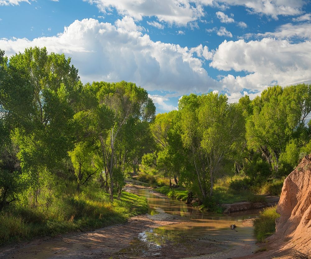 Cottonwoods along the San Pedro River-Arizona-USA art print by Tim Fitzharris for $57.95 CAD
