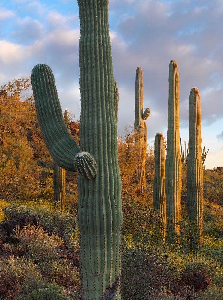 Saguaros at Joshua Tree National Monument-California-USA art print by Tim Fitzharris for $57.95 CAD