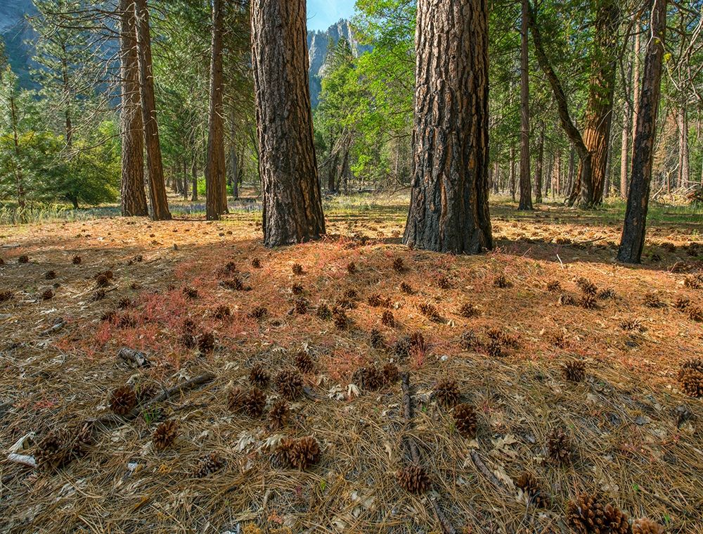 Pine Forest-Yosemite Valley-Yosemite National Park-California-USA art print by Tim Fitzharris for $57.95 CAD