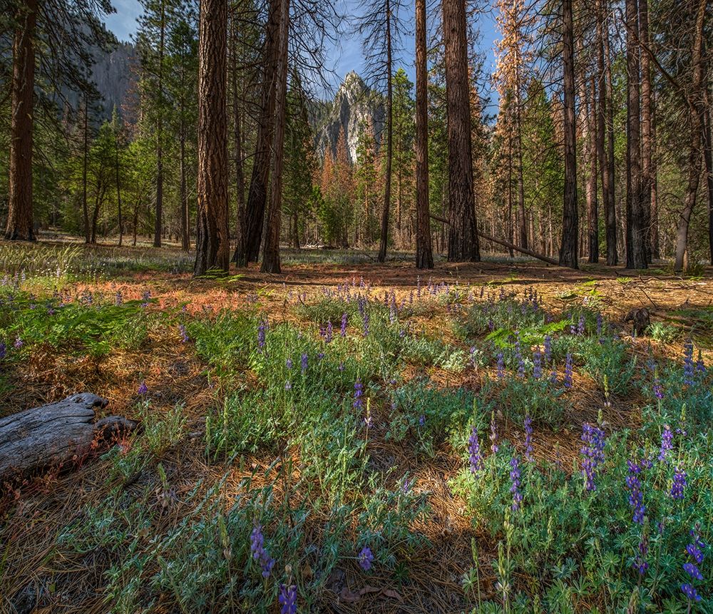Lupine Meadow-Yosemite Valley-Yosemite National Park-California art print by Tim Fitzharris for $57.95 CAD