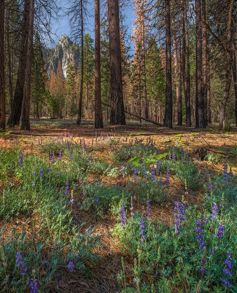 Lupine Meadow-Yosemite Valley-Yosemite National Park-California art print by Tim Fitzharris for $57.95 CAD