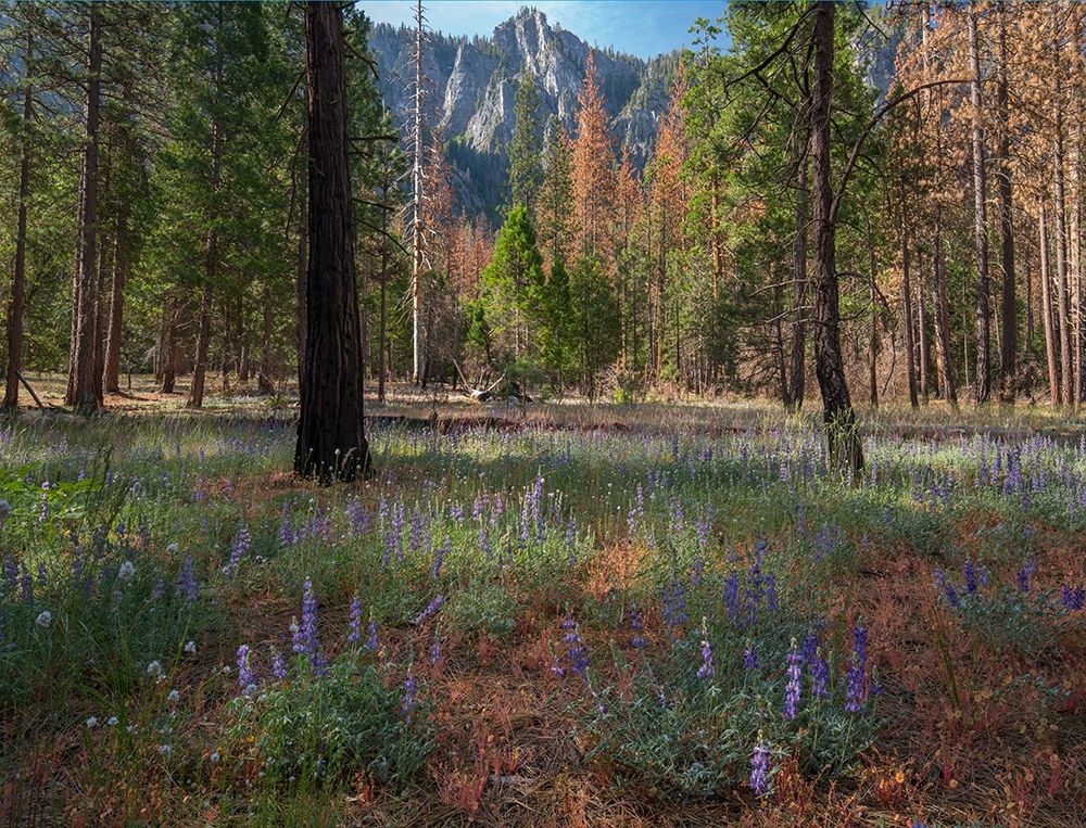 Lupine Meadow-Yosemite Valley-Yosemite National Park-California art print by Tim Fitzharris for $57.95 CAD