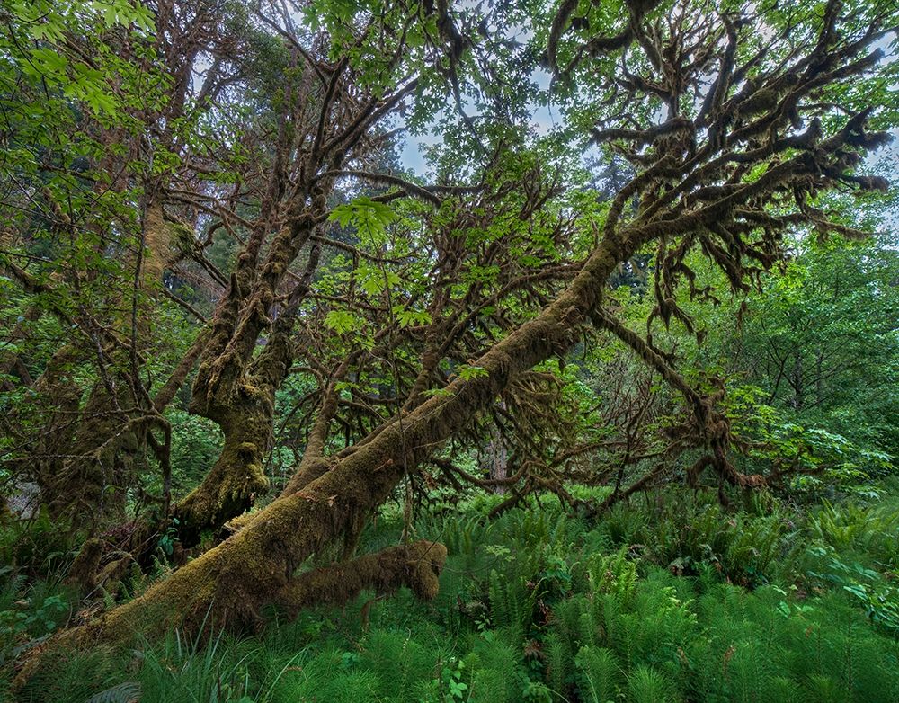 Mossy Big-leaf Maple-Redwood National Park-California-USA art print by Tim Fitzharris for $57.95 CAD