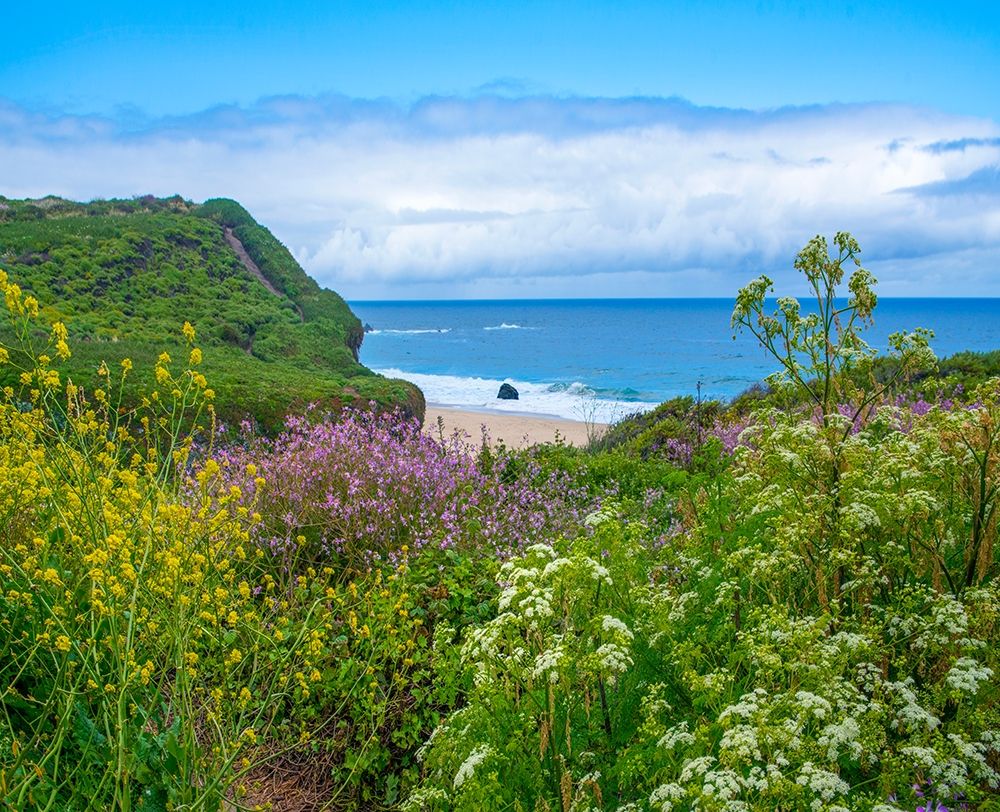 Garrapata Stare Park-Big Sur-California-USA art print by Tim Fitzharris for $57.95 CAD
